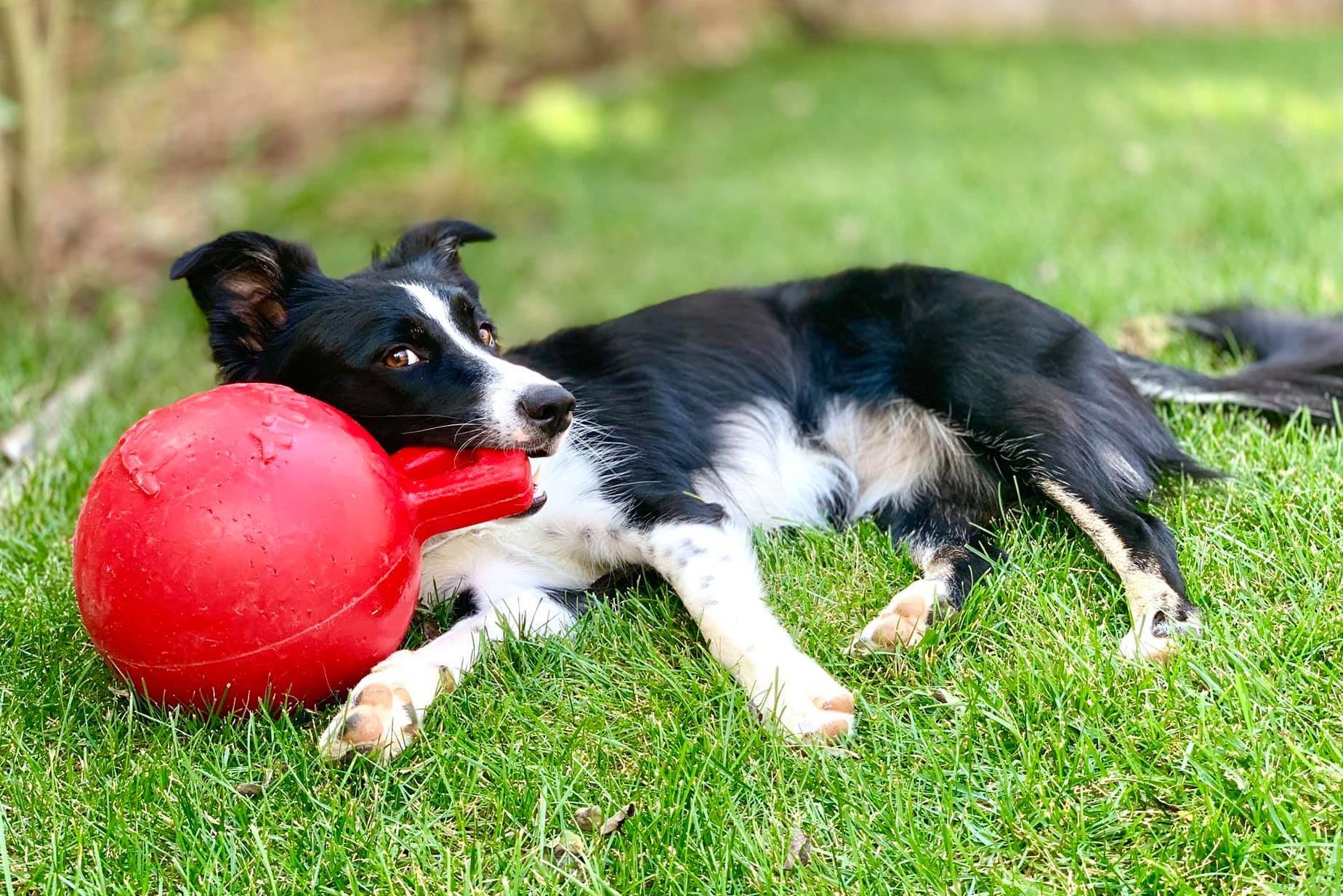 Border Collie relaxing with huge ball