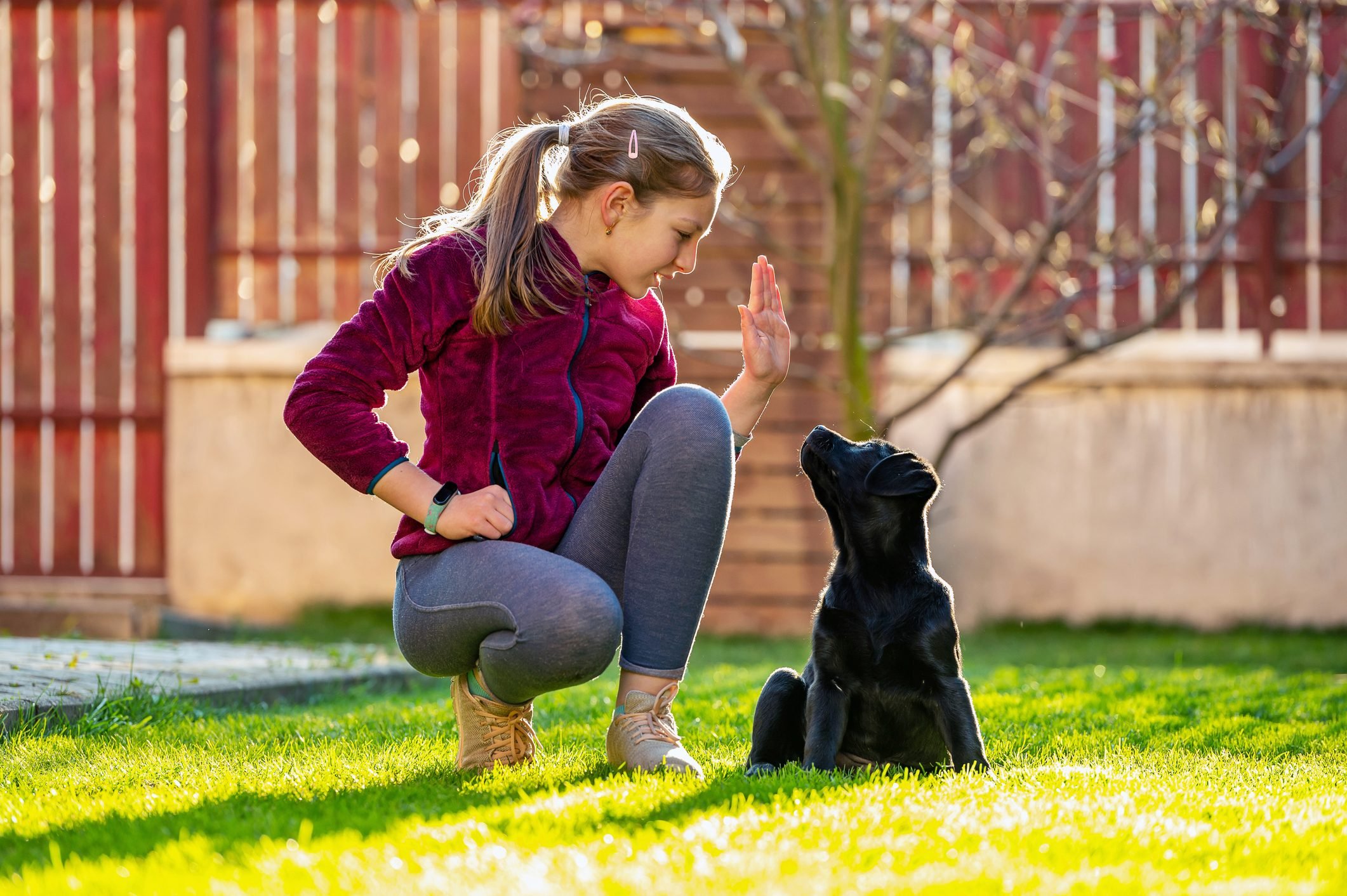 Girl Commanding her black labrador puppy in backyard