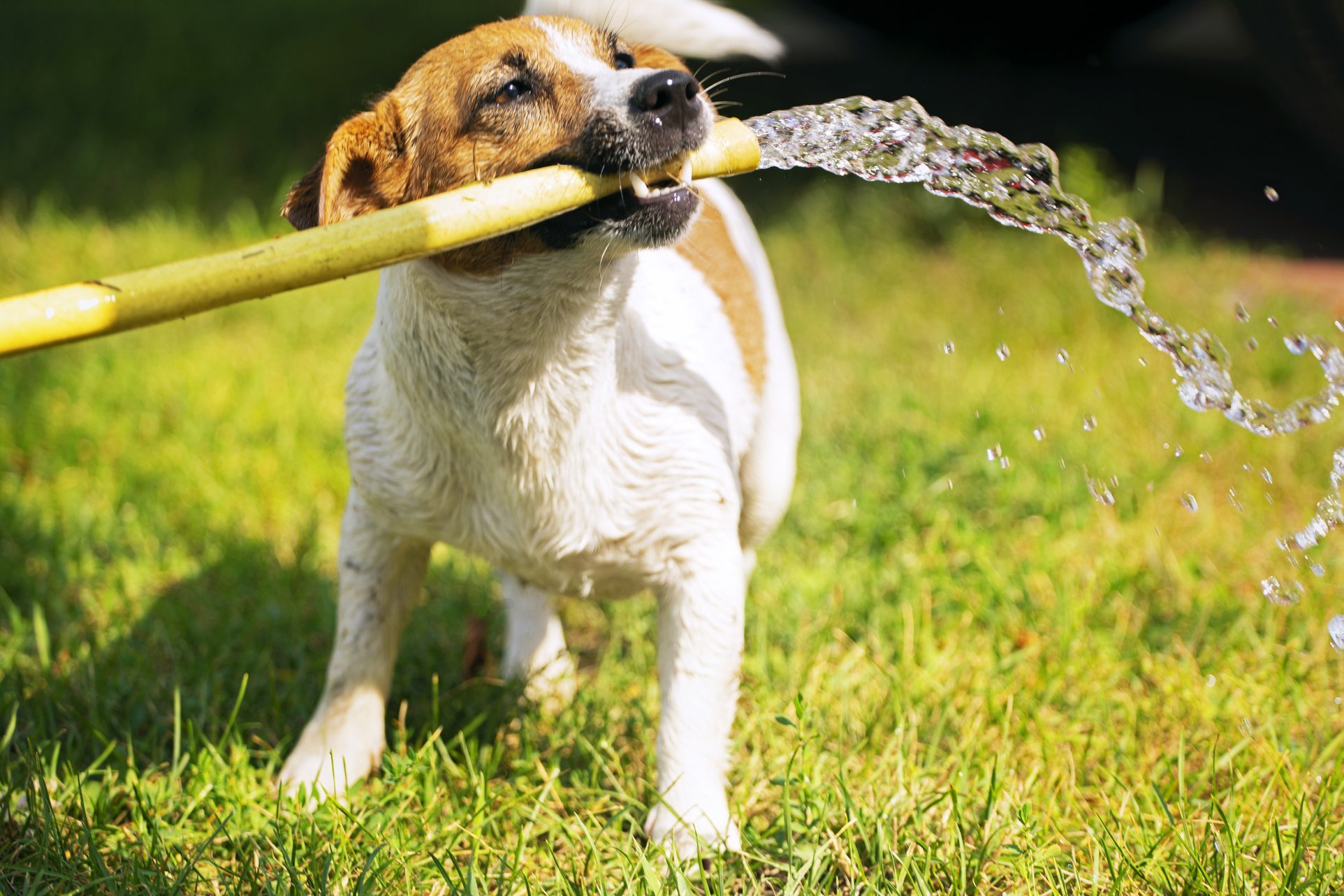 happy jack russell terrier holding a watering hose in his teeth from which a stream of water runs on a summer sunny day, gardening, horizontal design