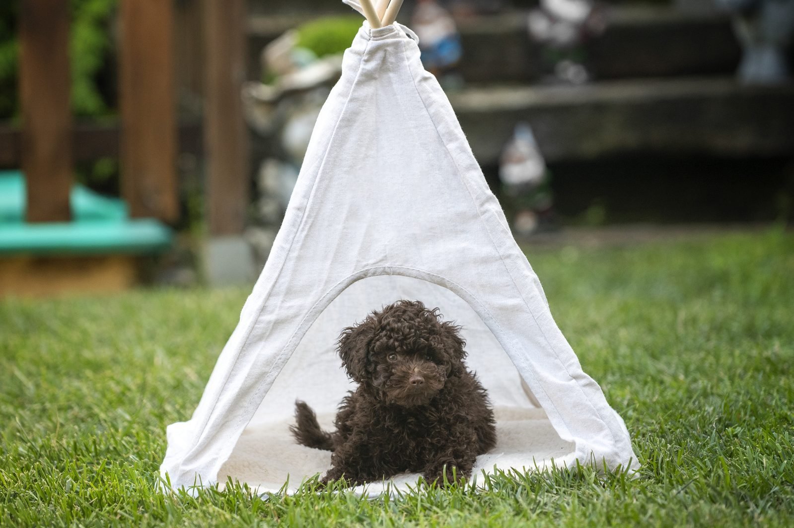 Cute Brown toy poodle puppy resting inside a teepee tent