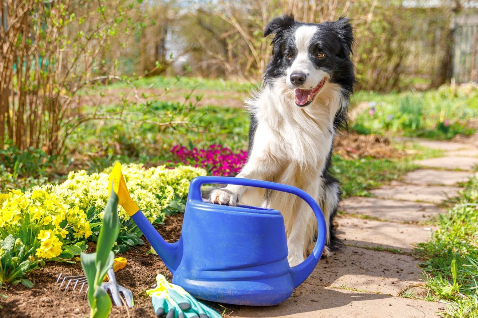 Outdoor portrait of cute dog border collie with watering can in garden background. Funny puppy dog as gardener fetching watering can for irrigation. Gardening and agriculture concept.