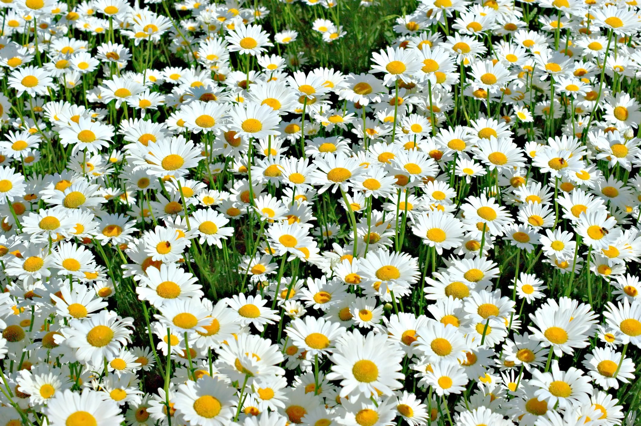 Everything to Know About Daisy Flowers