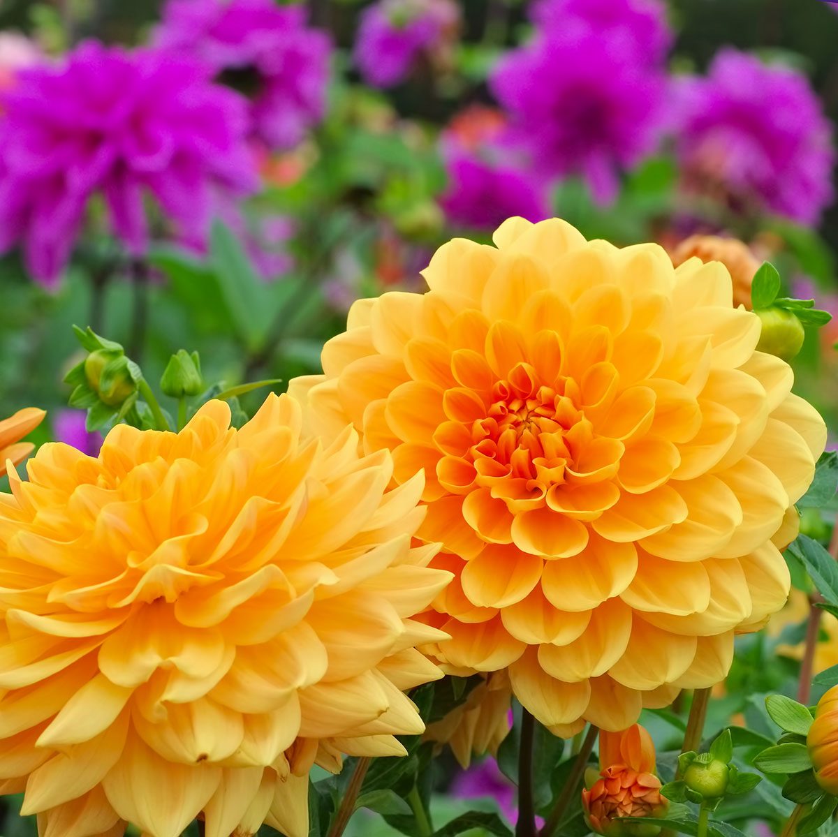 Golden Dahlia pictured in a garden with unknown purple and green plants in the out of focus background