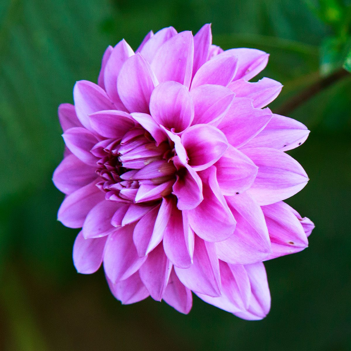 Lavender Dahlia Flower Blooming In The Garden On A Sunny Day.