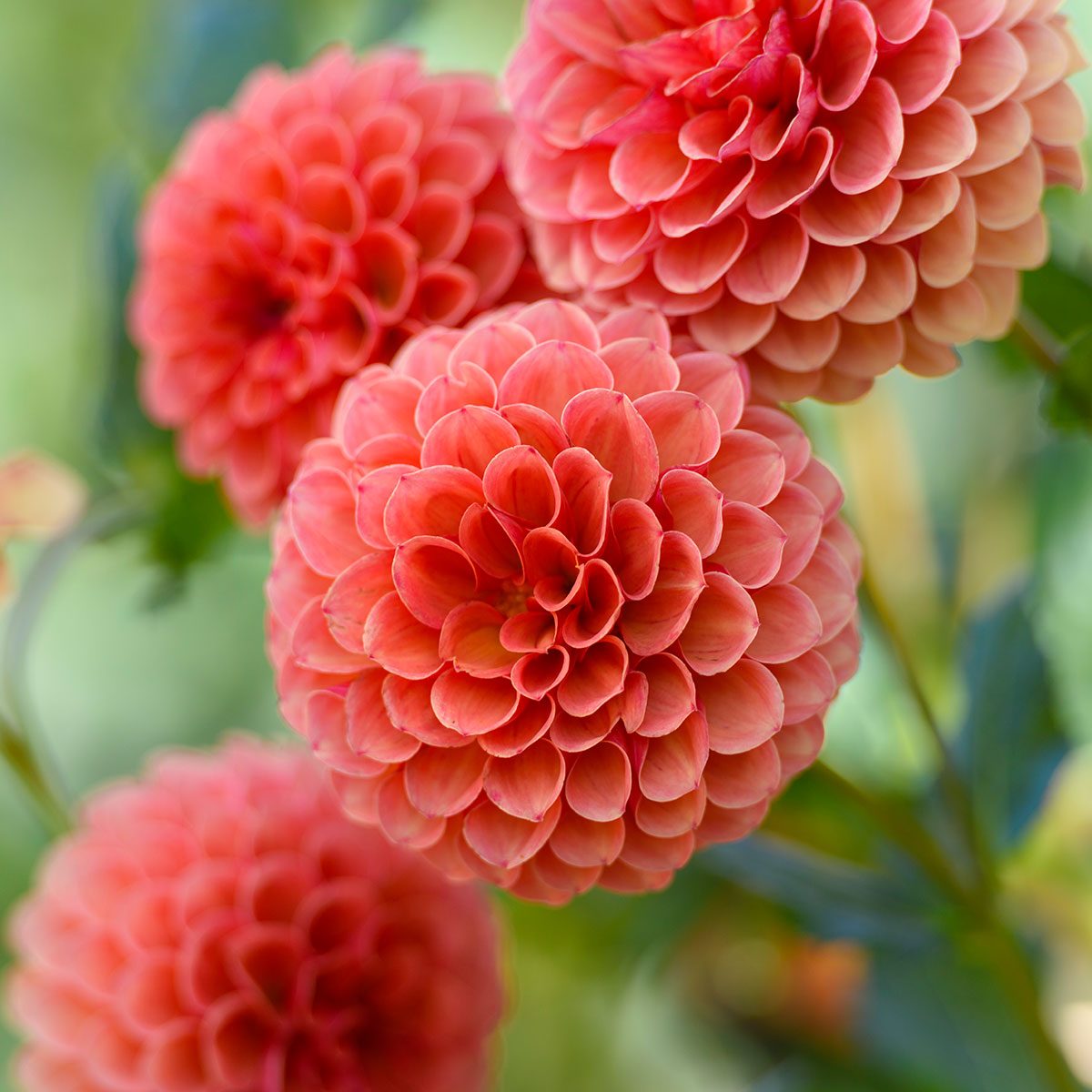 Group Of Peach Colored Dahlias In vivid green garden in late summer