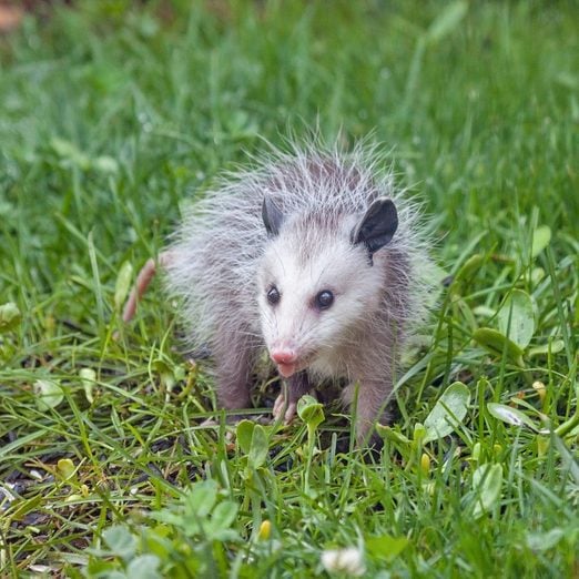 How Opossums Help Your Yard and Your Health
