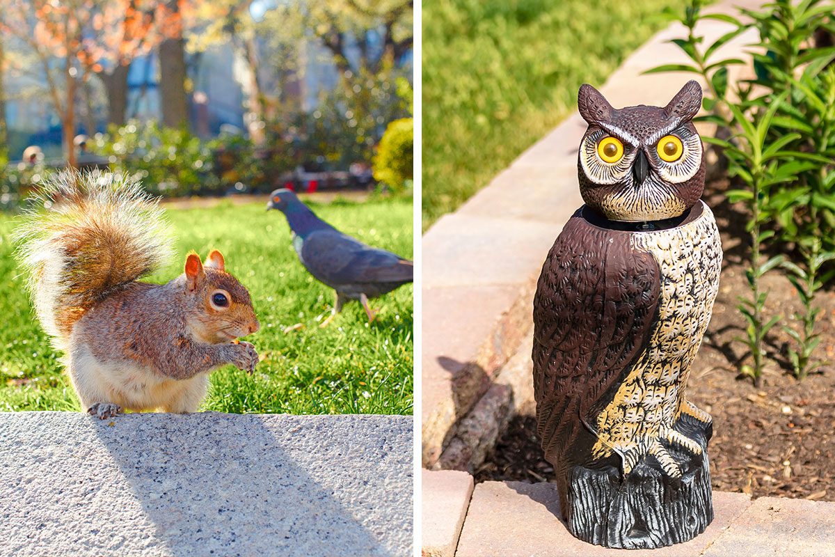 Are Squirrels And Birds Afraid Of Fake Owls Getty (2)