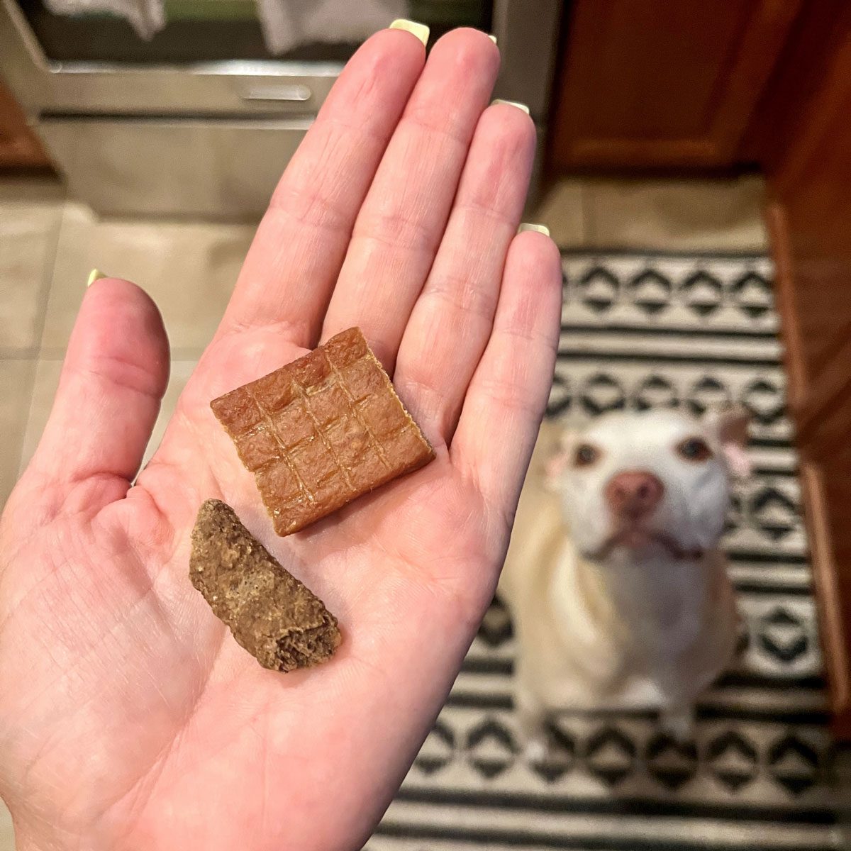 Dog Treat in Hand and Dog Sitting on Rug