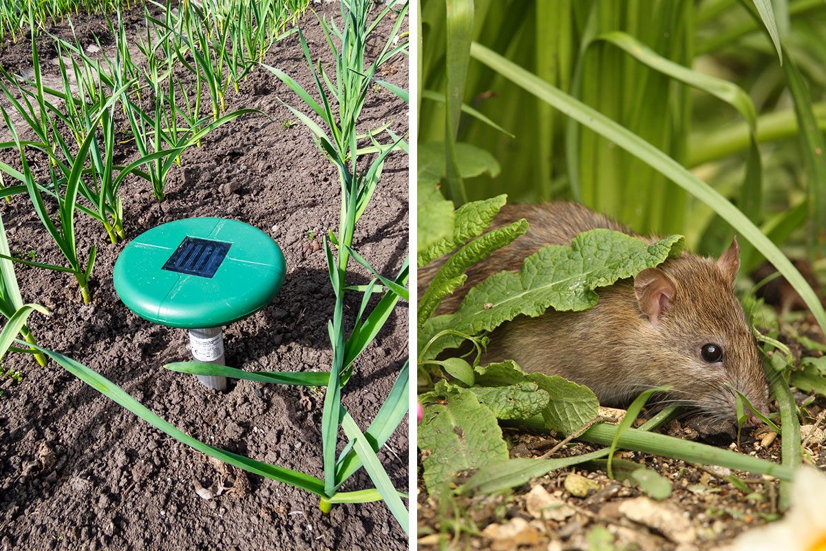 Do Ultrasonic Devices Repel Rodents Getty (2)
