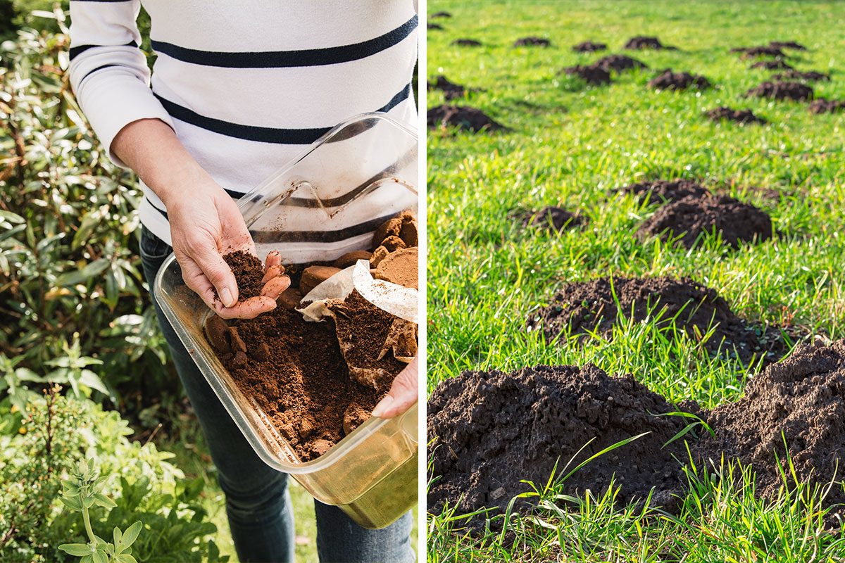 Does Coffee Grounds Discourage Moles Getty (2)