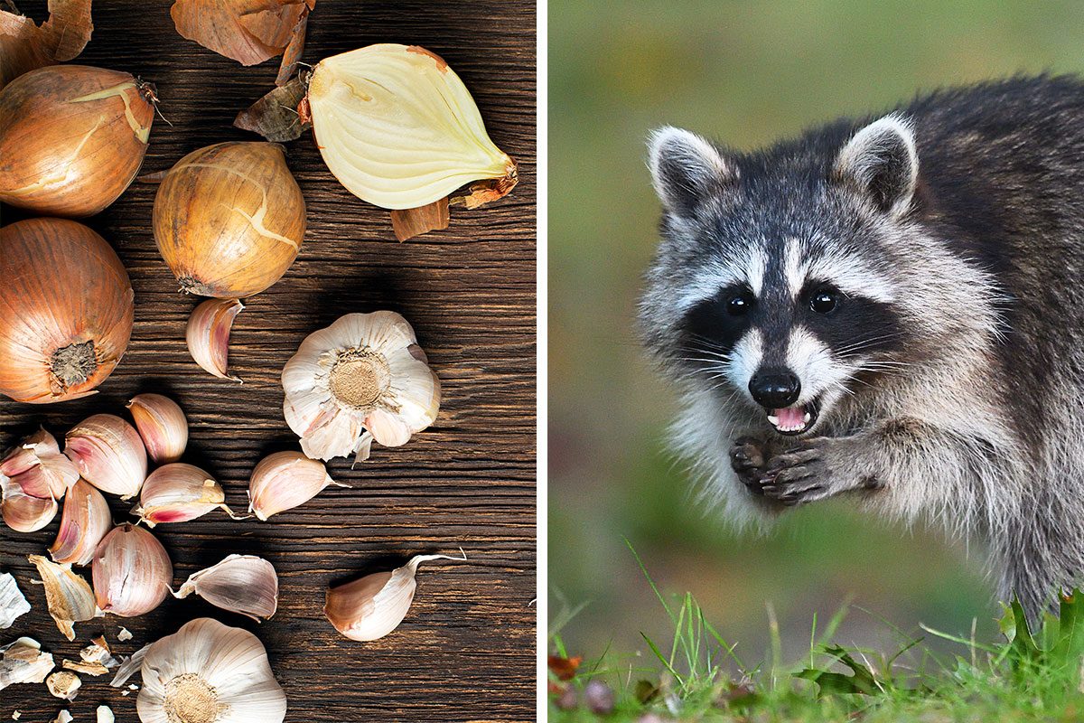 Does Garlic Onions And Vinegar Keep Raccoons And Opossums Away Getty (2)