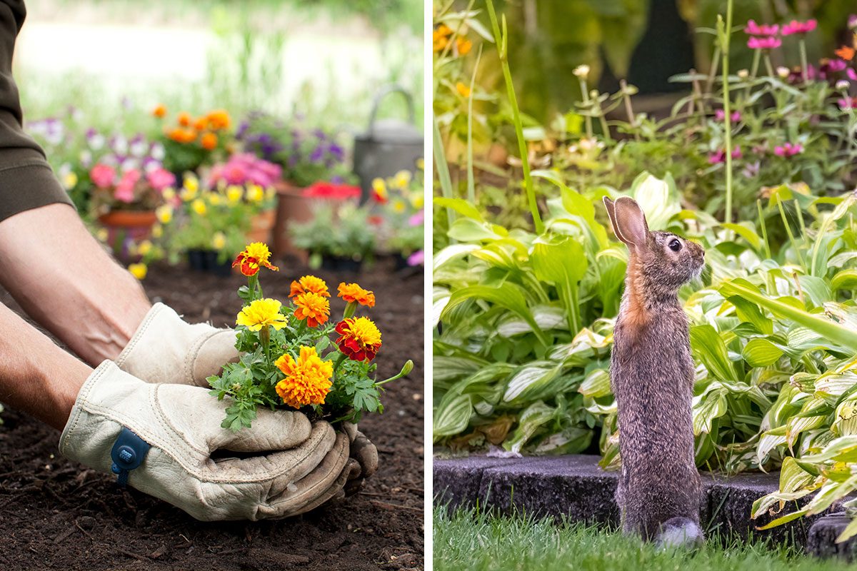 Does Marigold Flowers Keep Rabbits Out Of The Garden Getty (2)