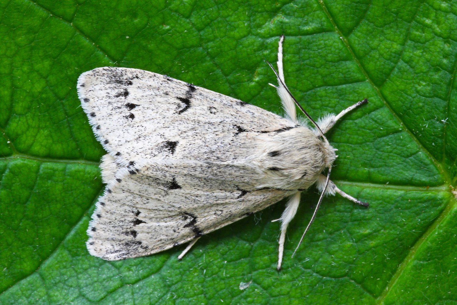 What Is a Miller Moth?