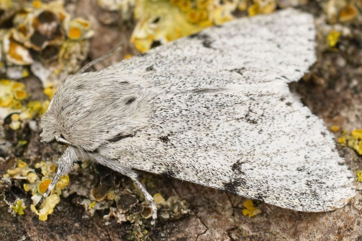 Detailed Closeup On A Grey , White Miller Owlet Moth, Acronicta Leporina, Sitting On Wood