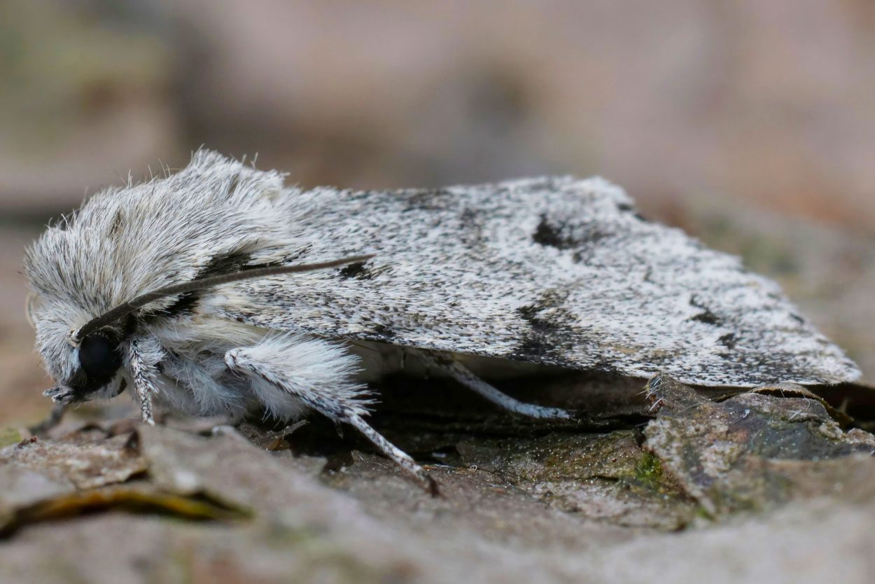 Natural closeup on the black and white colored miller owlet moth, Acronicta leporina