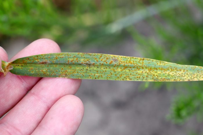 Stem rust, also known as cereal rust, black rust, red rust or red dust, is caused by the fungus Puccinia graminis, which causes significant disease in cereal crops