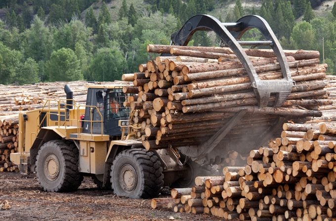 Front-end loader hauling trees and logs at a lumber mill. 