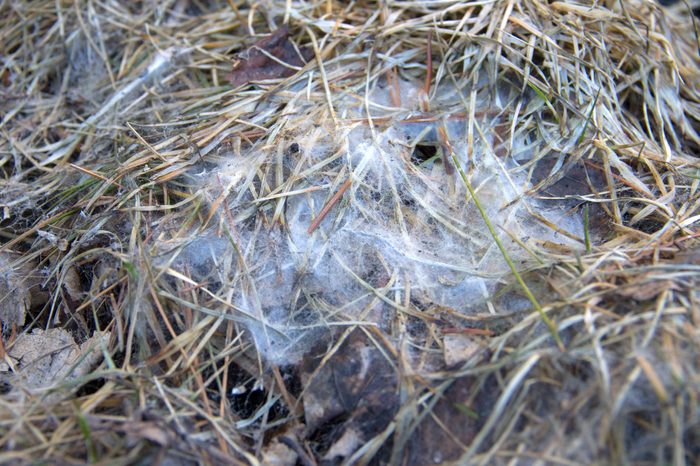 Snow Mold Web on Grass