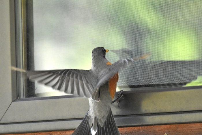 robin outside a window flapping wings