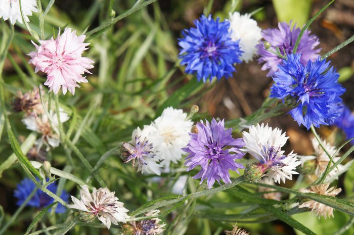 Centaurea cyanus or cornflower or bachelor's button white, blue and purple flowers with green