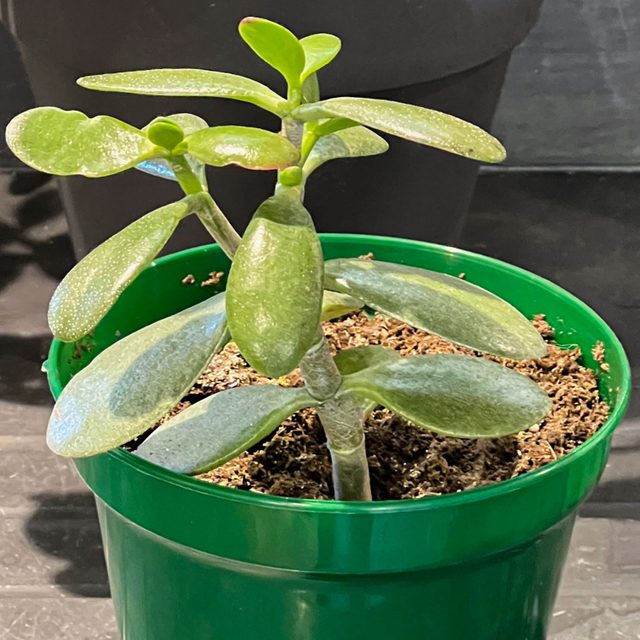 Growing Jade Plant Pup