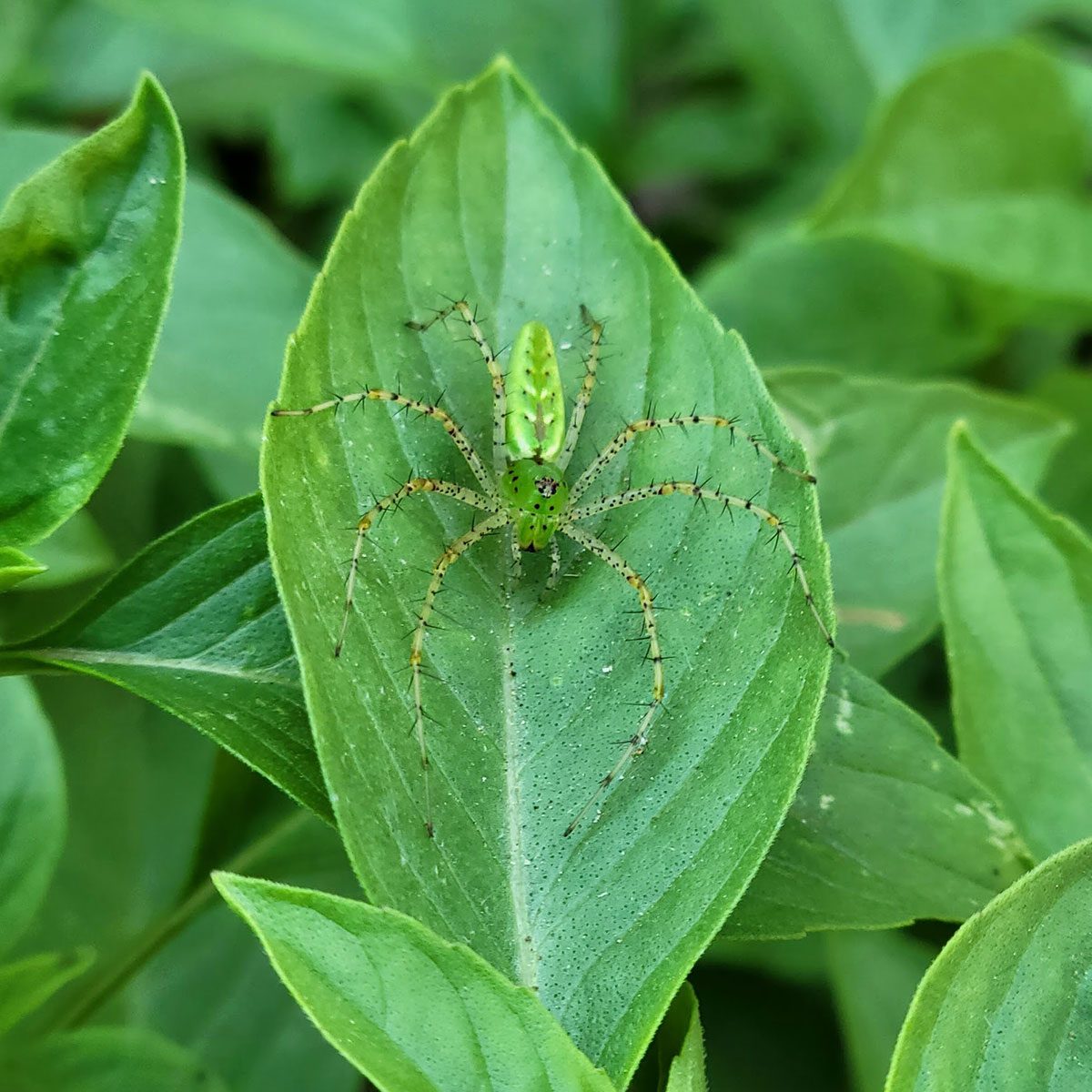 Lynx Spider on a green leaf