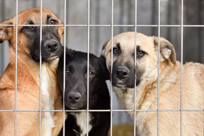 Dogs Behind Bars At The Animal Shelter. Sad Eyes Of Dogs