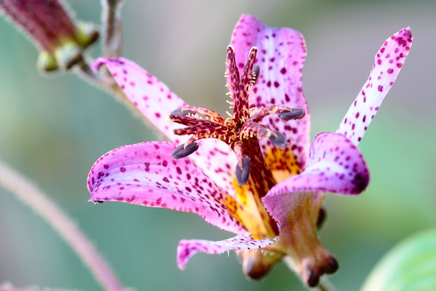 Toad Lily pictured in a luscious green forest in an out of focus background