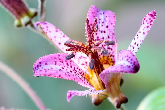 Toad Lily pictured in a luscious green forest in an out of focus background
