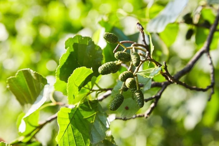 A branch of alder leaves and green cones.