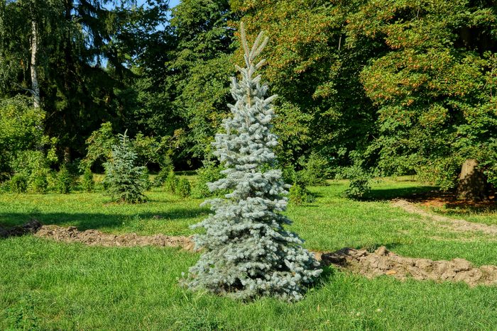 one blue spruce in the green grass