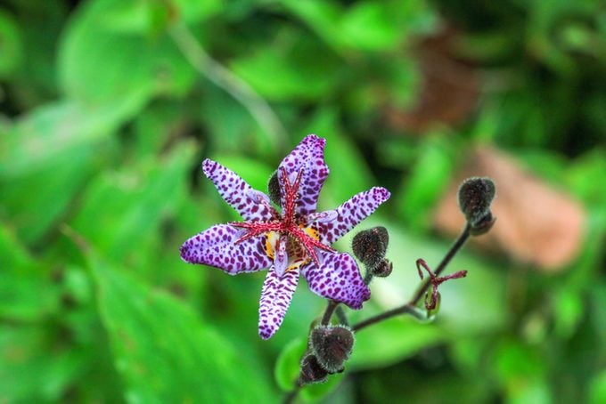 top view of Small purple spotted flower Tricyrtis hirta in a summer garden