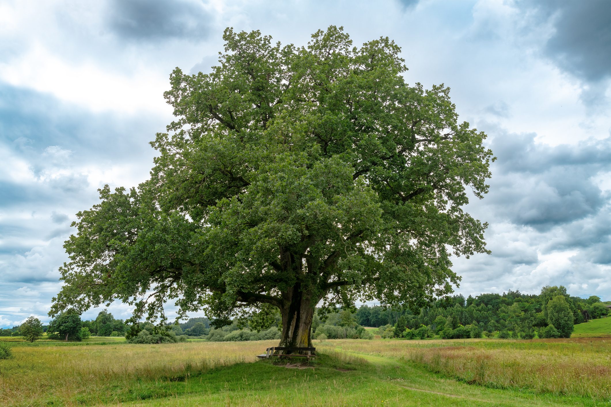 A single oak tree in Bavaria stands isolated on a meadow