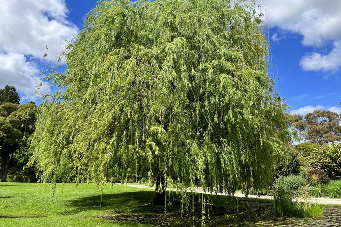 Willow tree in garden