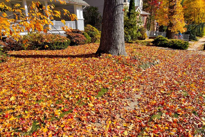 Gold colored leaves in lawn
