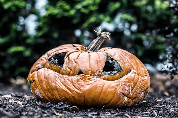 A moldy, rotting, flattened and disfigured jack o' lantern pumpkin has been left outside on the ground Long After Halloween
