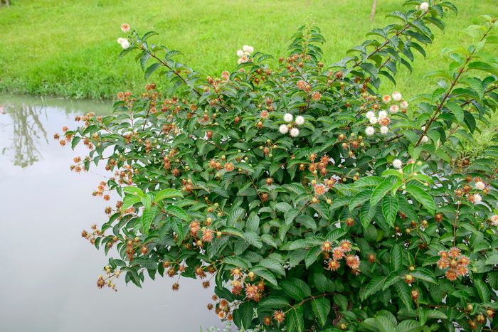 Close up of Buttonbush flower