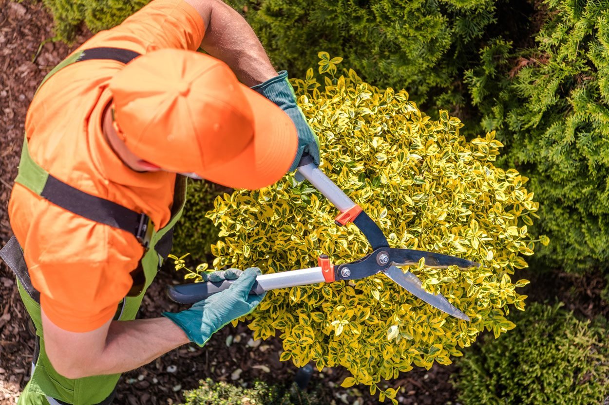 Gardener Shaping Plants with Hedge trimmers in bright, reflective clothing on a sunny day