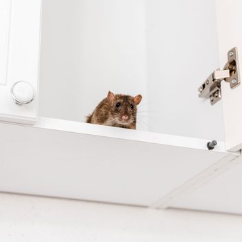 Mouse coming out of a kitchen cabinet