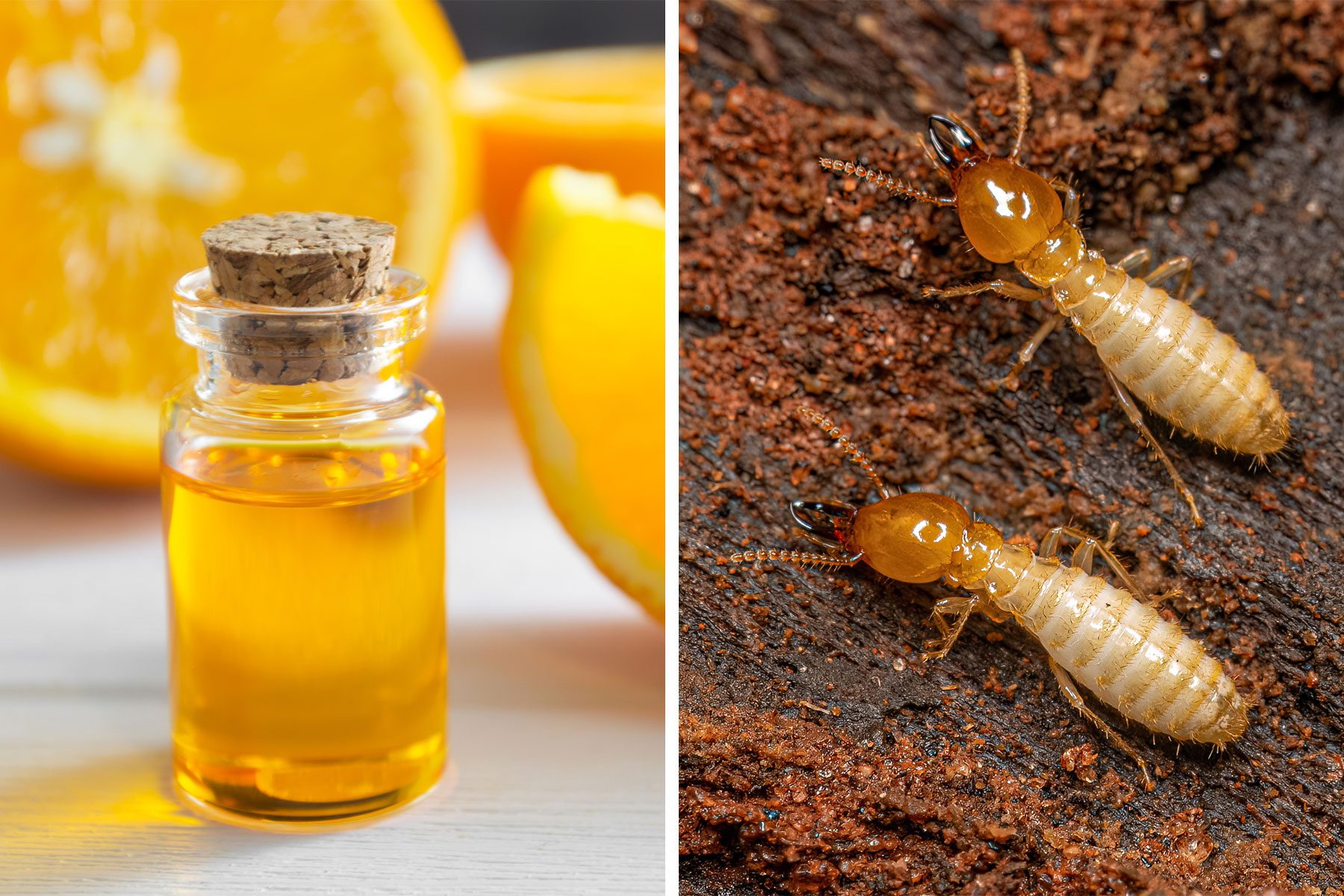 Orange Oil and Termites
