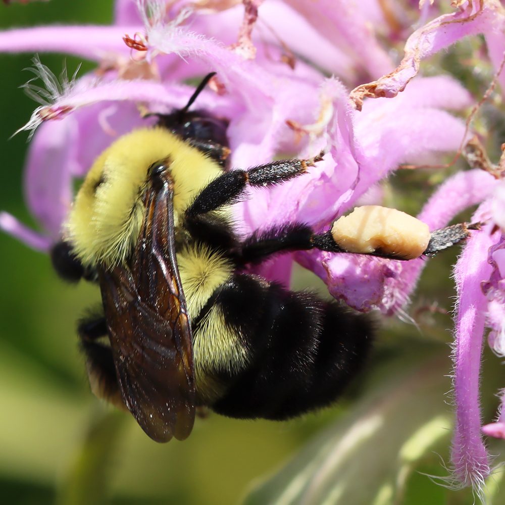 Two Spotted Bumble Bee Courtesy Debbie Koenigs Usfws