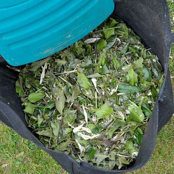 Shredded Leaves in a bucket