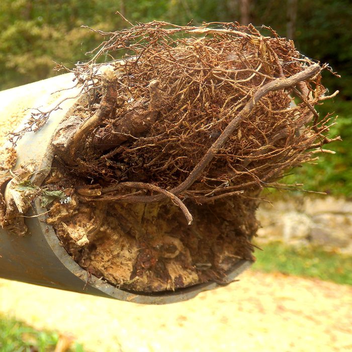 Tree roots coming out of pipe