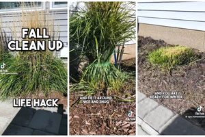 This Zip Tie Hack Will Make Trimming Ornamental Grasses a Breeze