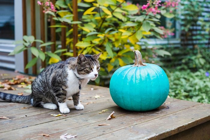 Domestic Cat And A Pumpkin in Backyard