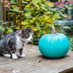 If You See a Teal Pumpkin This Halloween, This Is What It Means