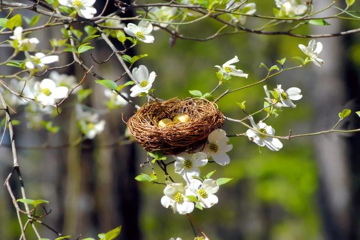 birdnest with eggs in a dogwood tree