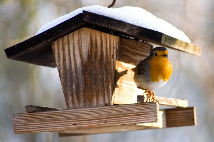 A Robin Bird Sitting On A Hanging Bird Feeder in the winter with snow on the birdfeeder and in the background