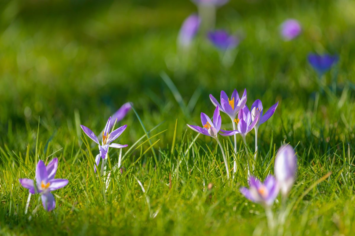 Crocus Flowers On The Lawn in a garden in the morning sunshine