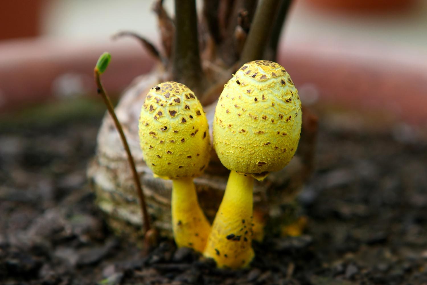 Funky Yellow Mushrooms in a house plant indoors